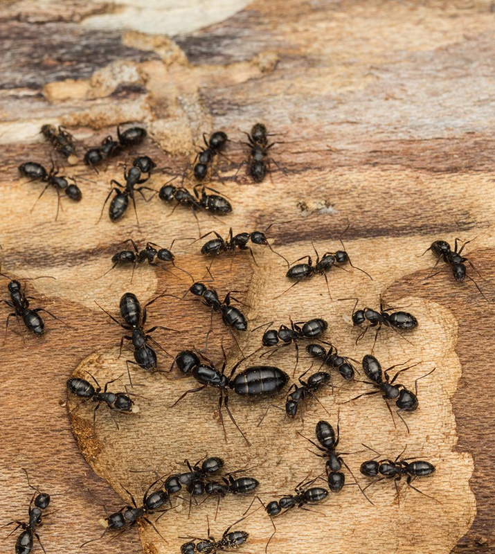 Lutte contre les insectes xylophages à Villiers sur Marne et dans le Val de Marne (94)